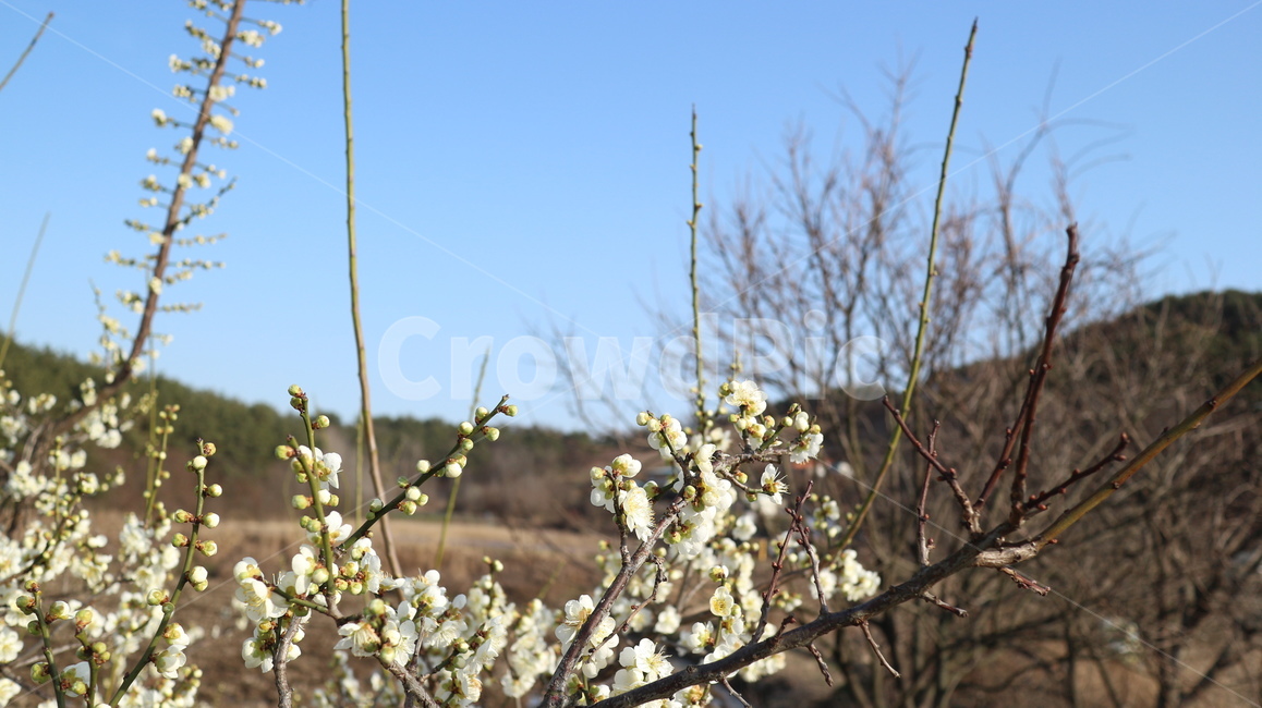 plant,식물,가지,꽃,하얀꽃,산