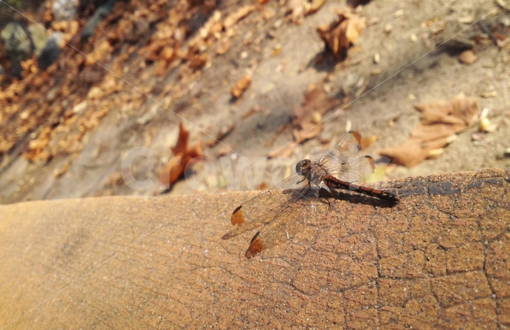 dragonfly,잠자리,fall,가을,yellow,노랑색,노란색,노랑,낙엽,가을,계절,fall,autumn,season,동물,animal,곤충,벌레,insect,bug