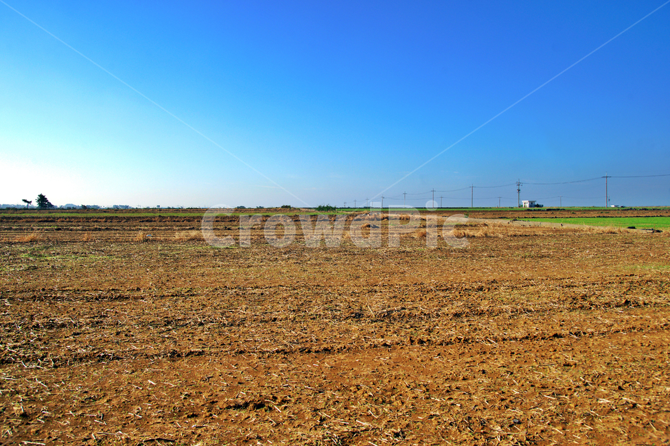 밭,농사,추수,밭농사,농작물,전신주,전봇대,자연,풍경,nature,landscape,한국자연풍경,한국자연경관,korea nature landscape,제주도,jeju,jeju island