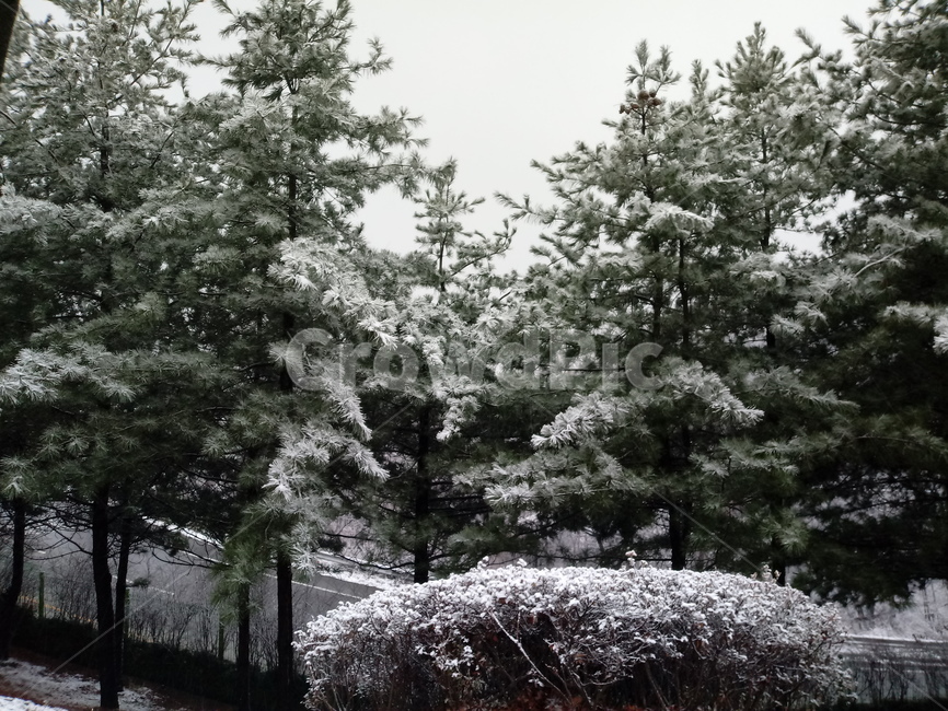 설경,하얀눈,겨울,나무,식물,눈,숲,nature,plant,tree,겨울,계절,winter,season