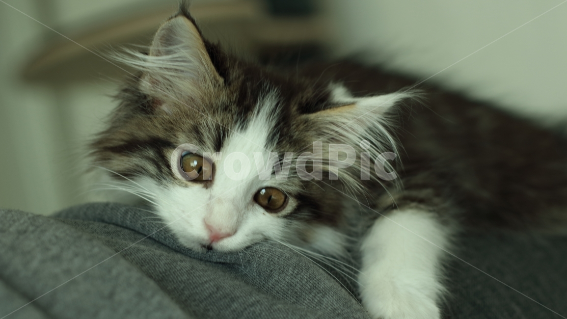 고양이,동물,아기고양이,노르웨이숲,냥이,애완동물,노르웨이숲고양이,동물,animal,포유류,mammal,고양이,cat,kitten,kitty
