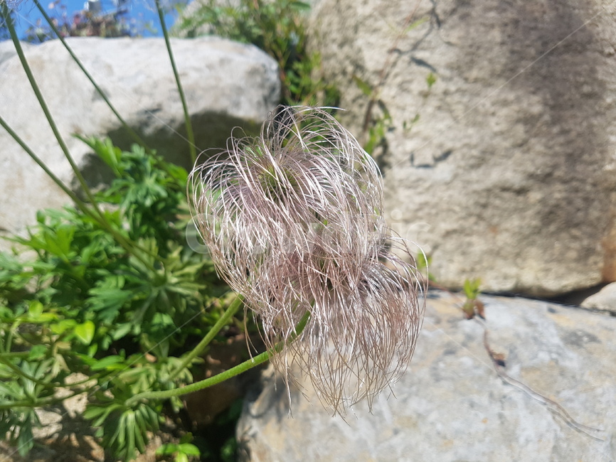 꽃,식물,flower,plant,돌