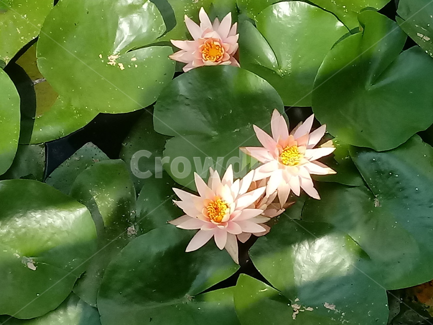 수련,다년생초본식물,수생식물,이판화,쌍자엽식물,자우련,waterlily