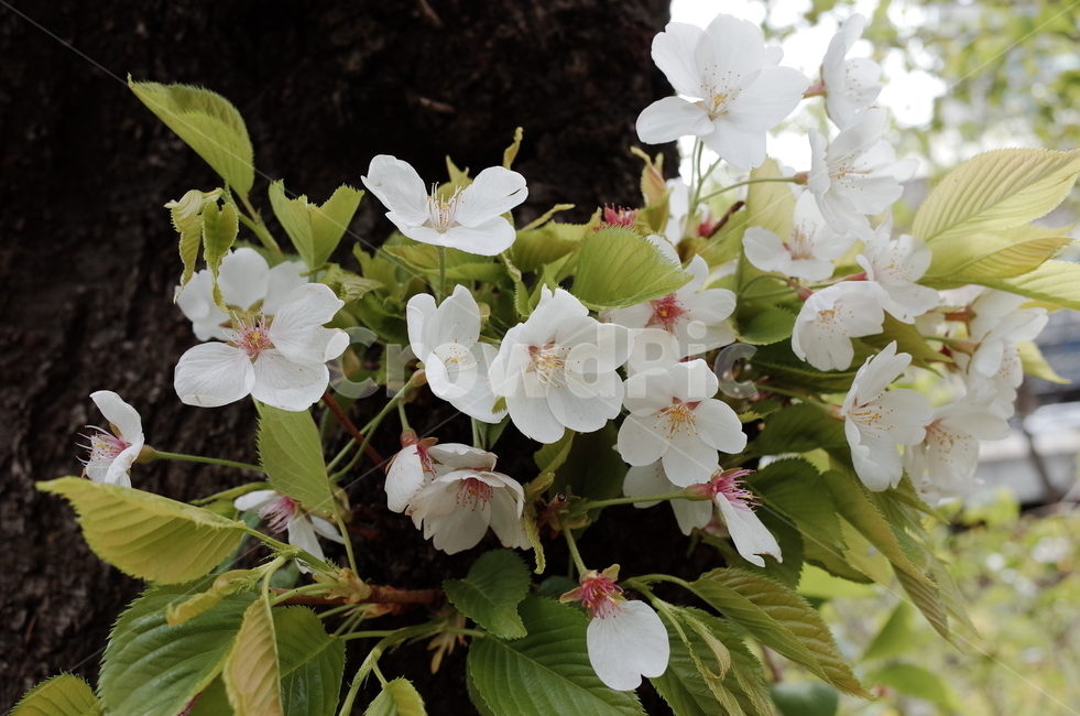 cherryblossom,벚꽃,봄꽃,spring,꽃,봄맞이,푸르른,예쁜꽃,꽃클로즈업,closeupflower,꽃접사,식물,자연,plants,nature,꽃,flower