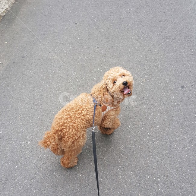강아지,행복해하는,웃고있는,산책하고있는,뛰는,smile,puppy,happy,running