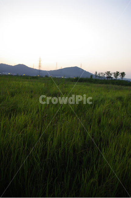 생태공원,풍경,풀,하늘,노을,자연,풍경,nature,landscape,outdoors,옥외,grassland,목초지,field,들,grass,잔디,plant,식물