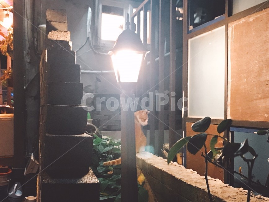 고양이,길고양이,담벼락,골목,주택가,동물,가로등,고양이옆모습