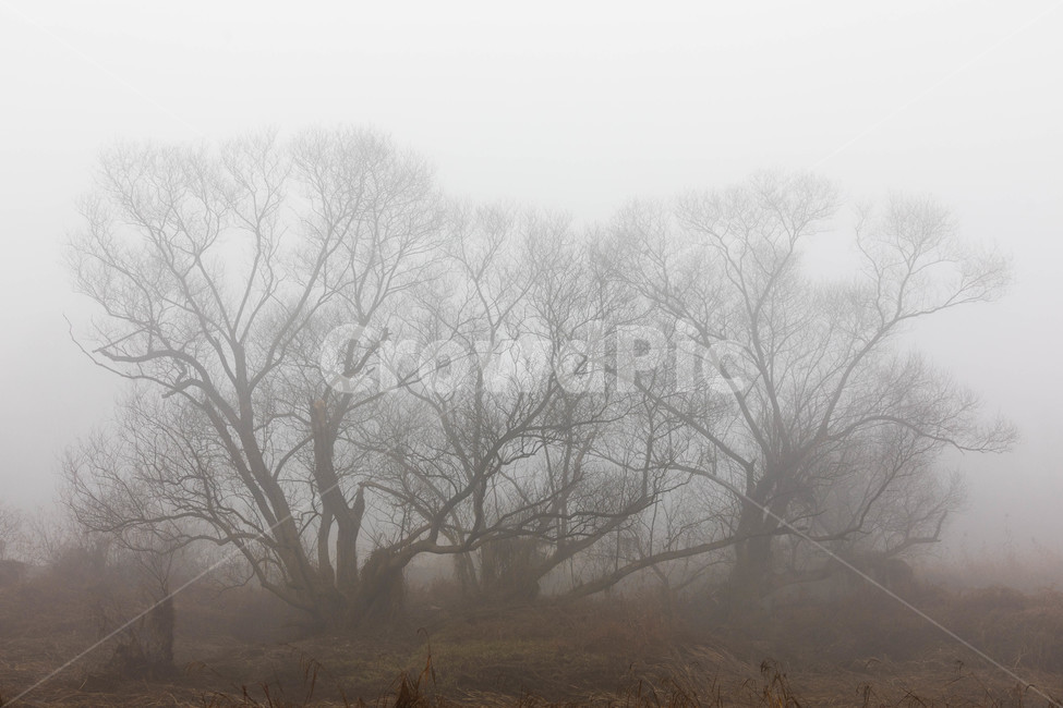 안개,나무,안개낀아침,화포천,습지,자연,풍경,nature,landscape,식물,plants,나무,trees,wood,weather,날씨,outdoors,옥외,mist,fog