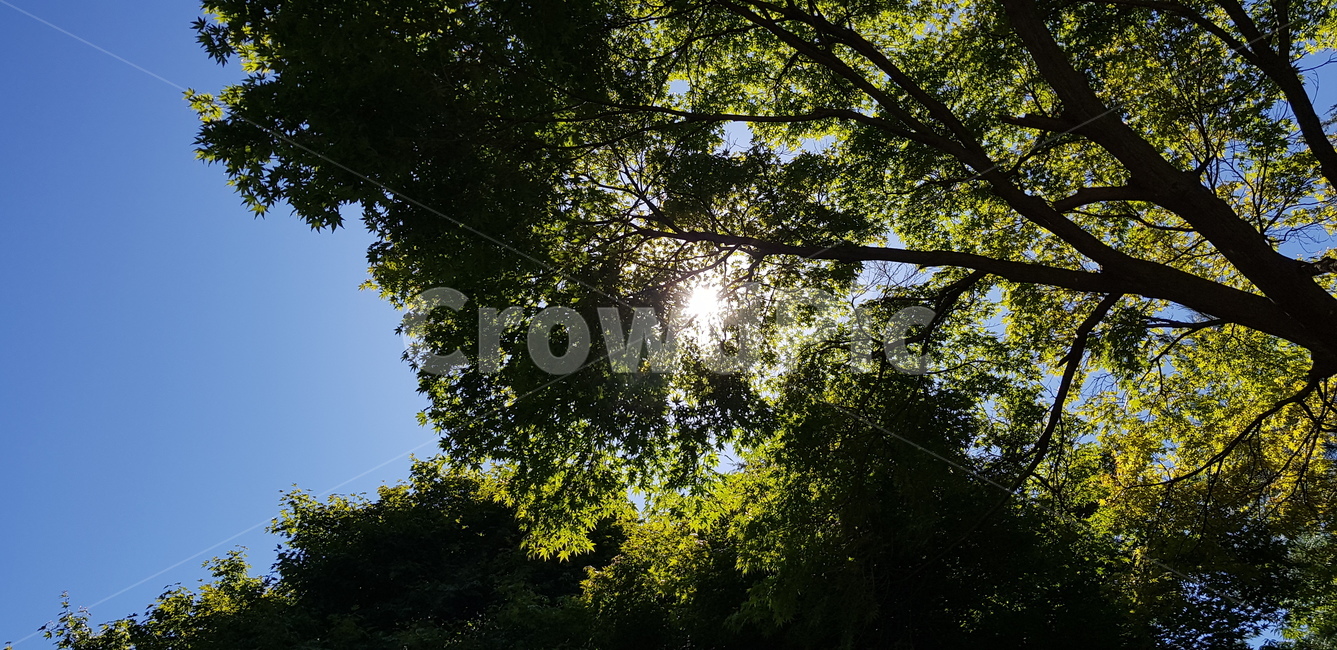 flare,플레어,light,빛,햇빛,sunlight,식물,자연,plants,nature,나무,trees,wood