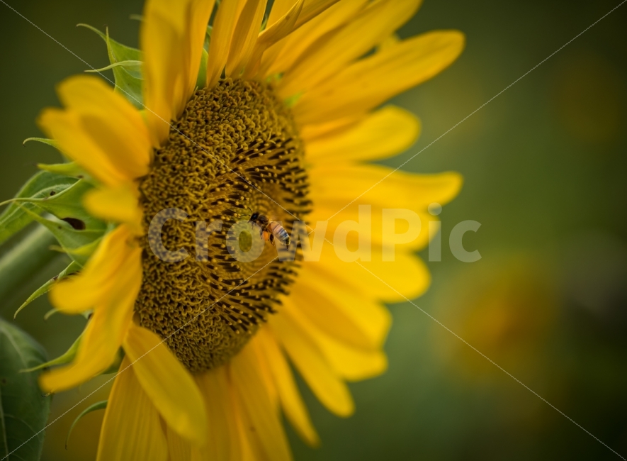 자연,풍경,식물,꽃,해바라기,곤충,벌,nature,landscape,plant,flower,sunflower,insect,bee,식물,자연,plants,nature,꽃,flower,동물,animal,곤충,벌레,insect,bug