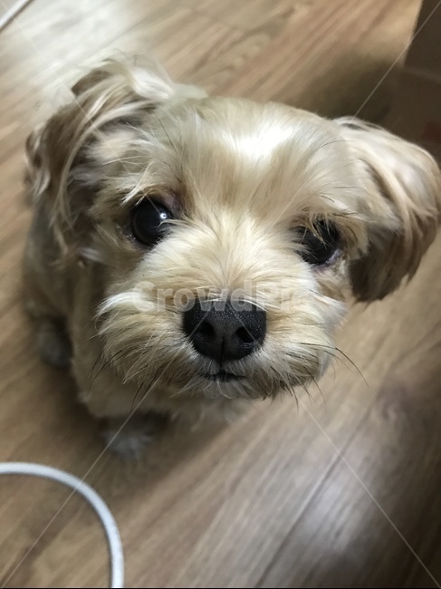 강아지,반려견,믹스견,요스셔테리어,멍멍이,애교,동물,animal,포유류,mammal,개,강아지,dog,doggy