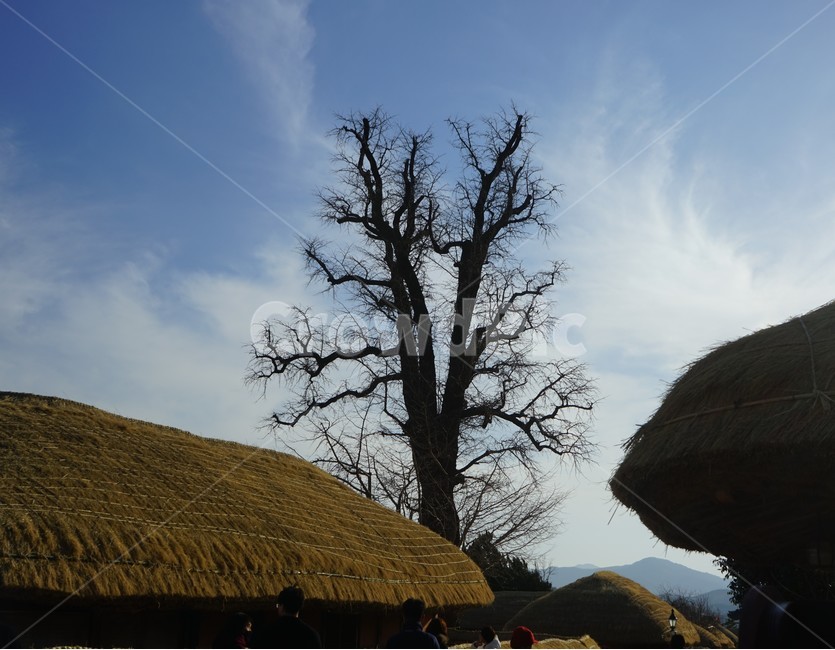 초가집,느티나무,시골풍경,시골하늘,괴목,겨울,계절,winter,season,시골,마을,풍경,landscape,country,rural,town,한국전통,한국문화,korean traditional,korean culture,식물,자연,plants,nature,나무,trees,wood