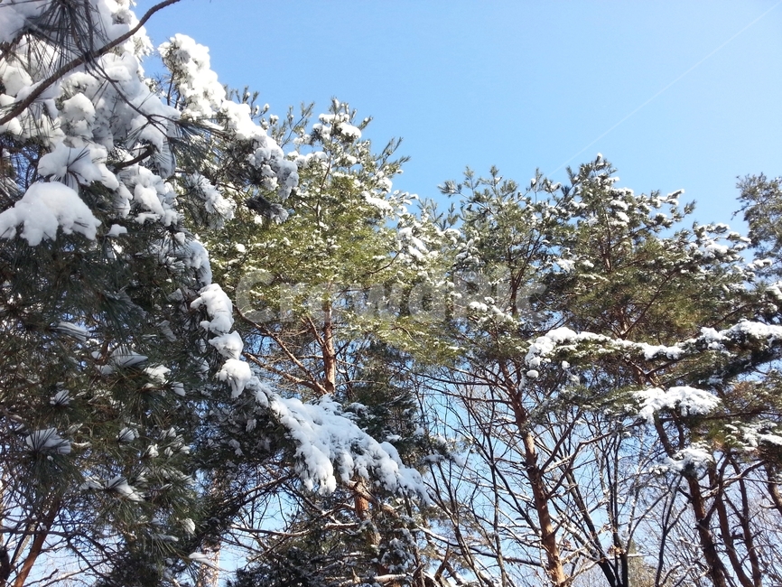 폭설,눈,설경,겨울산,날씨,기상,겨울,겨울,계절,winter,season,자연,풍경,nature,landscape