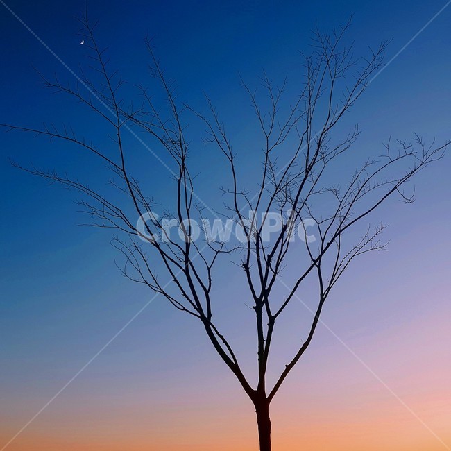 감성사진,감성,새벽,나뭇가지,밤,달,배경화면,nature,자연,outdoors,옥외,tree,나무,plant,식물