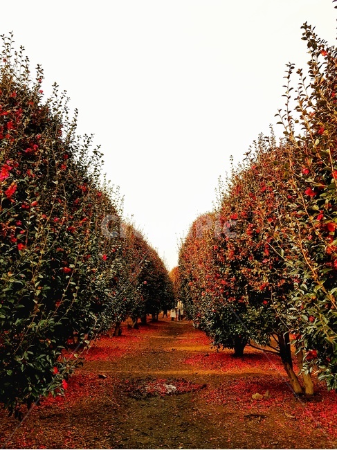 동백꽃,동백,꽃길,꽃,풍경,자연,동백군락지,자연,풍경,nature,landscape,식물,plants,꽃,flower,tree,나무,plant