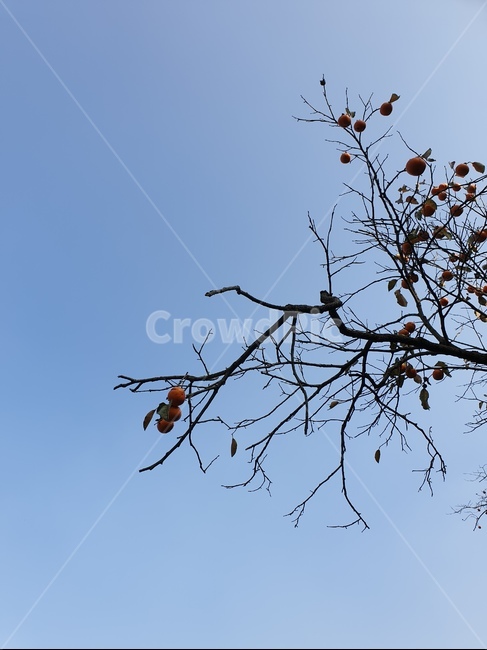 감,홍시,가을,감나무,추석,하늘,식물,자연,plants,nature