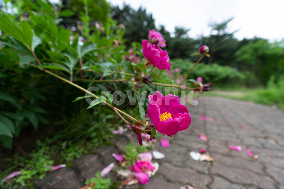 작약,꽃,나무,식물,자연,flowers,tree,plant,natural,식물,자연,plants,nature,꽃,flower