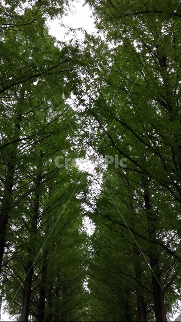 자연,숲,나무,전경,tree,forest,풍경,자연,풍경,nature,landscape,plant,식물