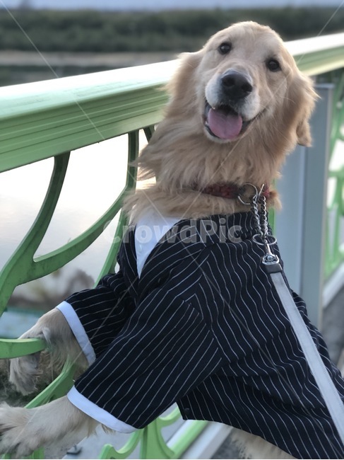 골든리트리버,댕댕이,골댕이,대형견,강아지,개,강아지,dog,doggy