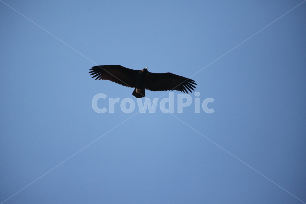 독수리,철새,새,조류,cinereousvulture,동물,animal,조류,새,birds