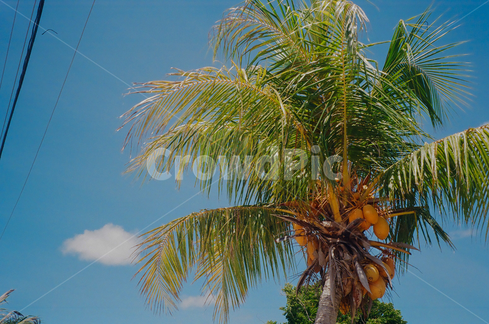 summer,여름,나무,plant,식물,tree,사이판,saipan,필름카메라,야자수,palmtree,여름,계절,summer,season,식물,자연,plants,nature,나무,trees,wood