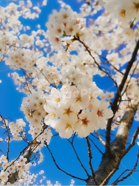 벚꽃,봄이미지,봄,벚꽃나무,자연