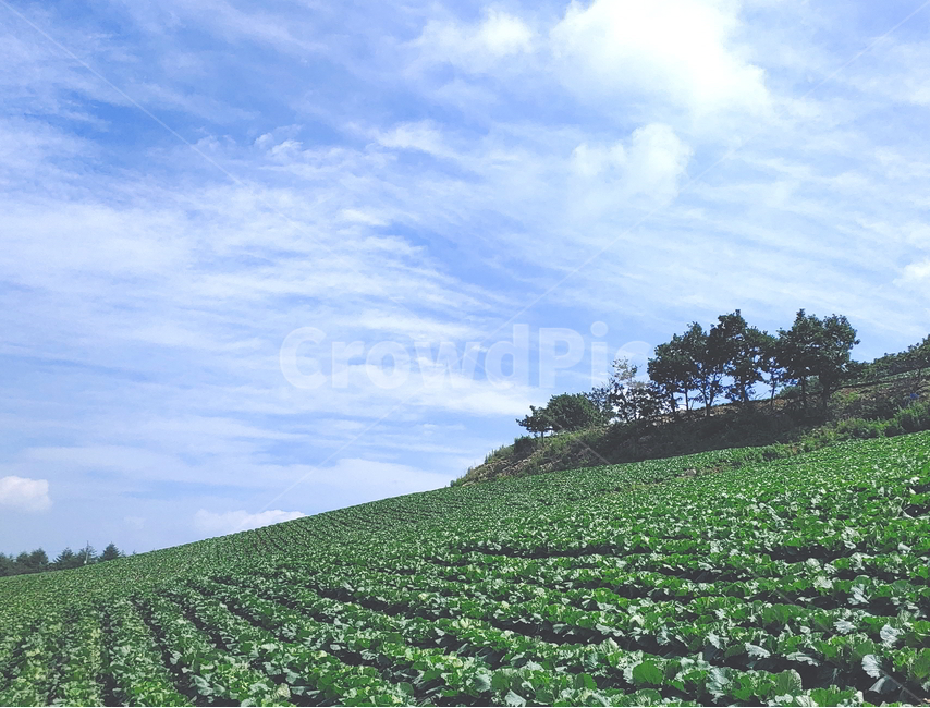 풍경,여름풍경,하늘,구름,산풍경,농업,농사,agriculture,farming,farming industry