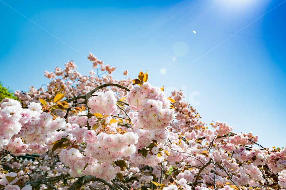 한국,자연,풍경,겹벚꽃,꽃,봄,계절,spring,season,식물,자연,plants,nature,꽃,flower,plant,blossom