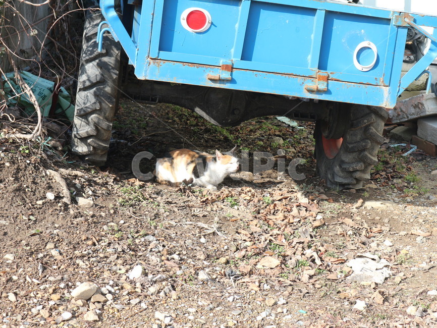 고양이,차,시골,땅,좋은날씨,동물,animal,포유류,mammal,고양이,cat,kitten,kitty