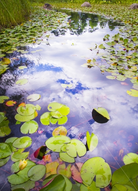 여행,풍경,반영사진,일산,호수공원,자연,풍경,nature,landscape,plant,식물,water,물,outdoors,옥외,land,땅