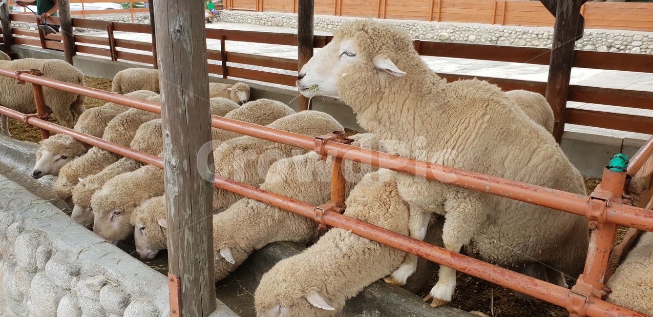 양,목장,들판,양털,동물,짐승,포유류,mammal,산업,industry,industrial,목축업,목장,livestock farming,ranching,pasture