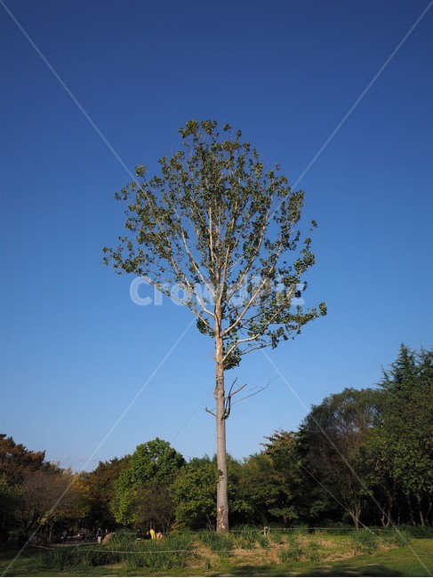 대구수목원,tree,나무,큰나무,키큰나무,식물,자연,nature,나무,trees,wood