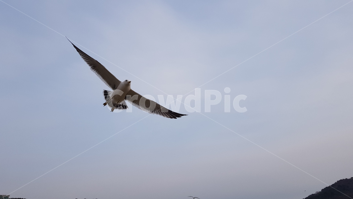 bird,새,animal,동물,flying,갈매기