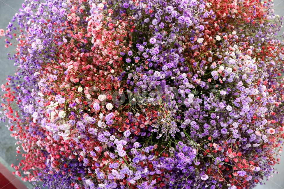 안개꽃,꽃,식물,석죽과,원예,식물,자연,plants,nature,꽃,flower