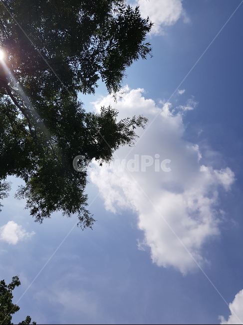 구름,숲속,하늘,맑음,기분좋은,자연,풍경,nature,landscape,light,빛,flare,플레어,tree,나무,plant,식물
