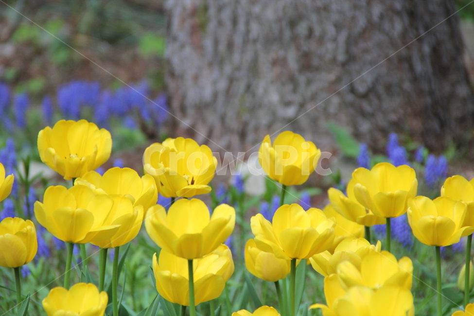 야생화,봄꽃,배경,배경화면,튤립,식물,자연,plants,nature,꽃,flower