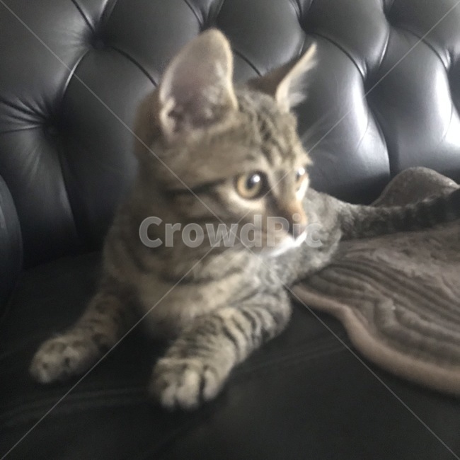 고양이,cat,동물,애완동물,pet,동물,animal,포유류,mammal,고양이,cat,kitten,kitty