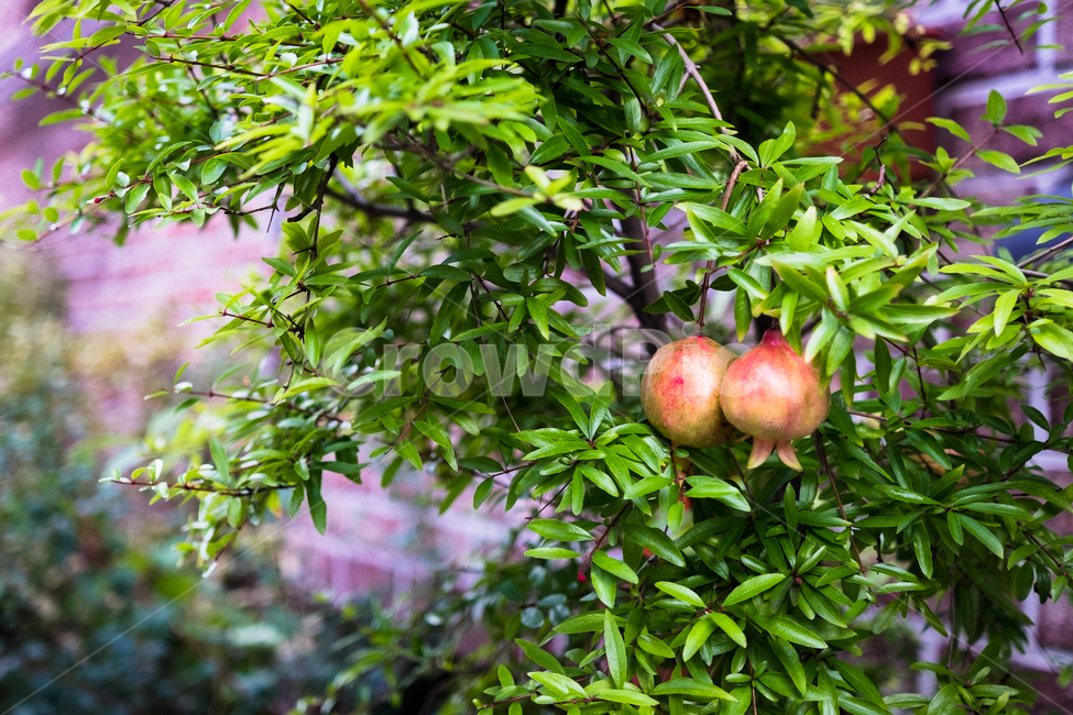 나무,과일,열매,식물,자연,녹색,botanic,botanical,tree,fruit,plant,food,음식
