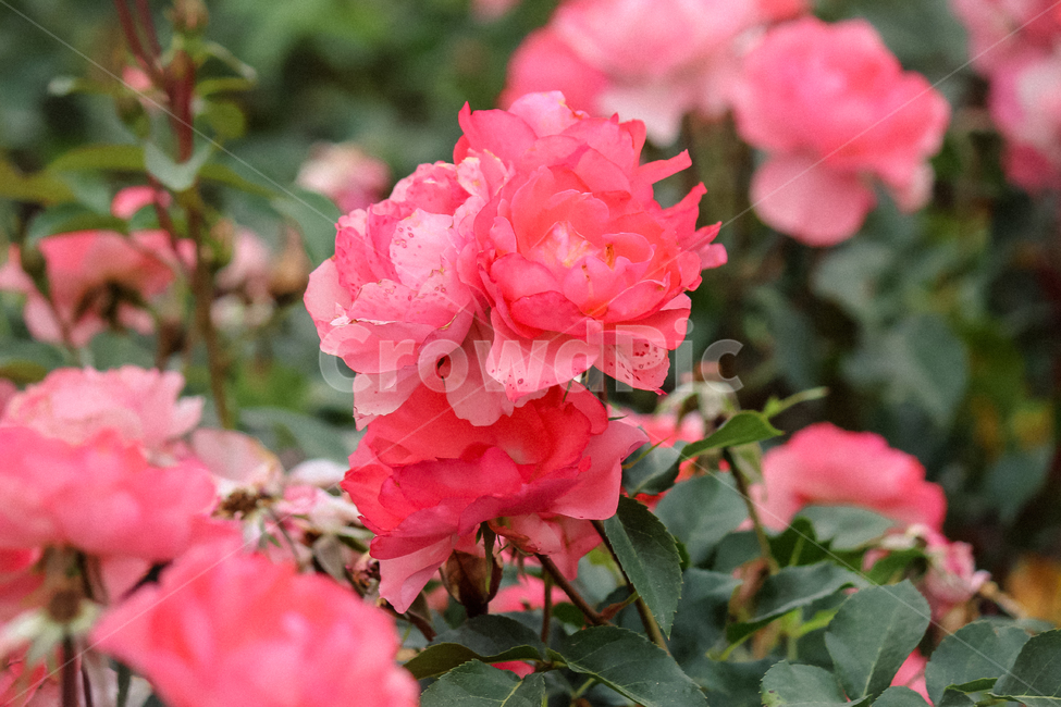 제라늄,꽃,장미,flower,식물,rose,geranium