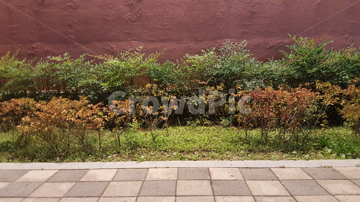 식물,인도,도시,정원,공원,식물,자연,plants,nature