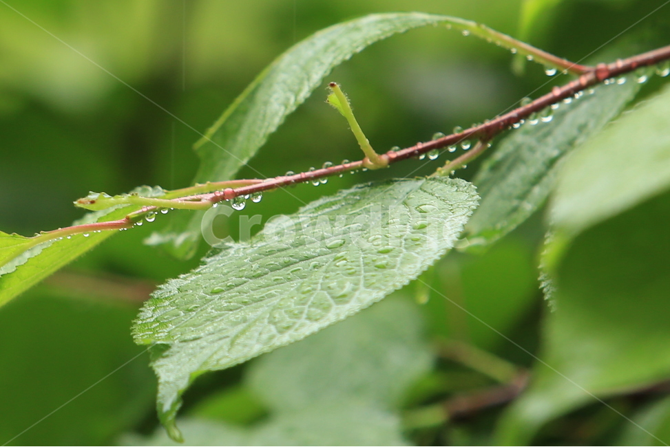 봄,봄비,생명,초록,신선함,비오는소경,식물,자연,plants,nature,비,비오는날,rain,rainy