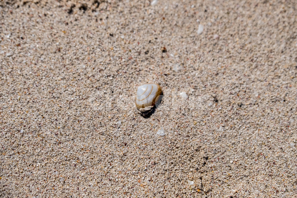 모래,조개,해변,껍데기,흙,해변,바다,beach,sea