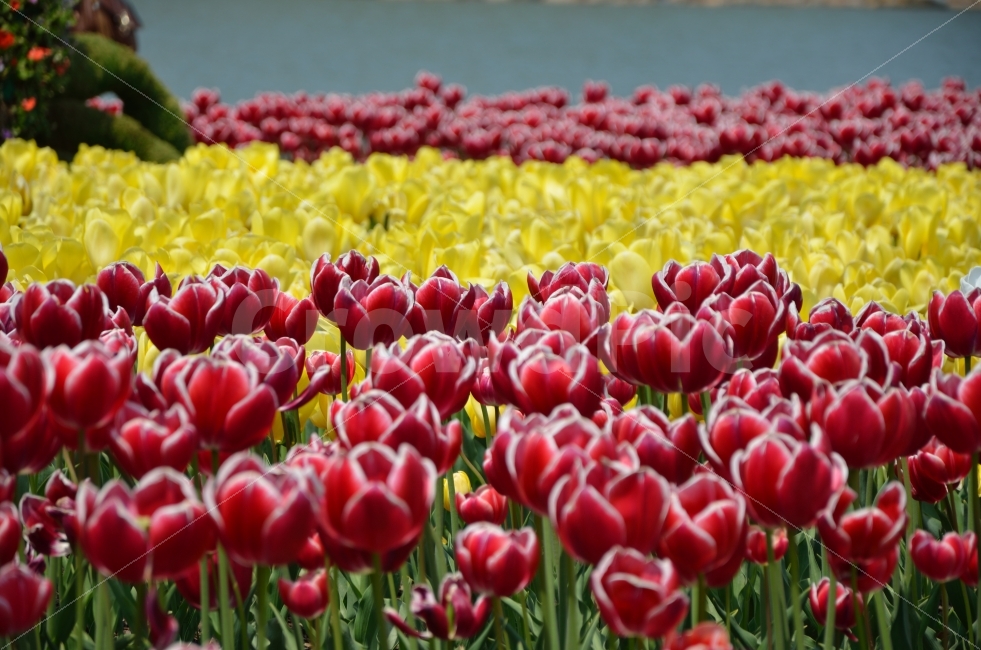	튤립,꽃,식물,자연,순천,국제정원박람회,풍경,봄,계절,spring,season,식물,자연,plants,nature,꽃,flower,plant,blossom