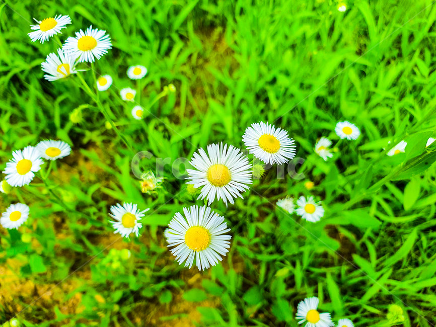 plant,식물,daisy,flower,blossom,꽃,daisies,데이지,자연