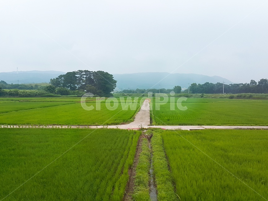 풍경,논,시골길,논길,자연,paddy