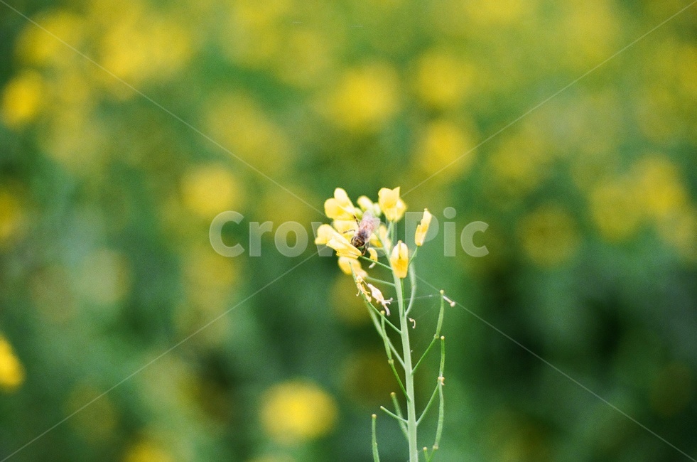 꽃,화단,필름사진,필름,fm2,봄,유채꽃,노랑,식물,자연,plants,nature,꽃,flower
