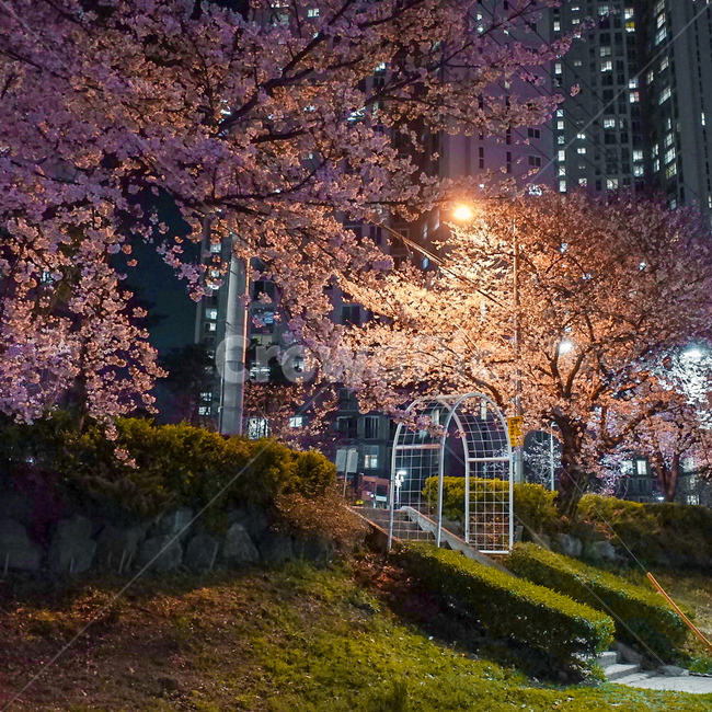 벚꽃,공원,야경,풍경,온천천,봄,계절,spring,season,야경,밤,풍경,nightscape,night,landscape,plant,식물