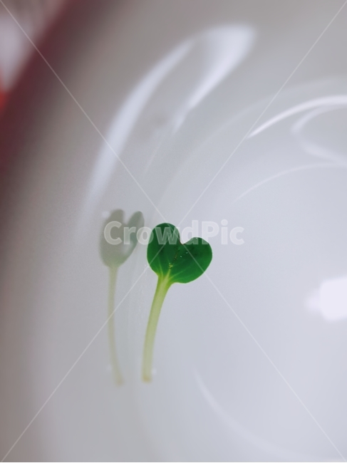 하트,식물,사랑,봄,초록,식물,자연,plants,nature