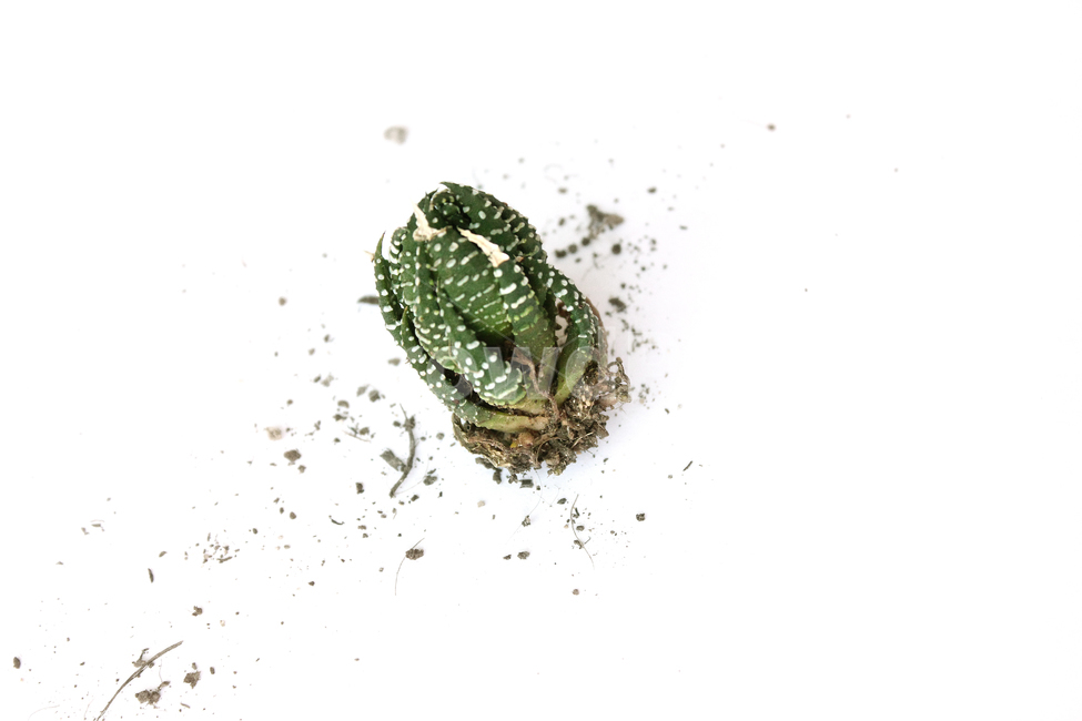cacti,cactus,closeup,green,highview,macro,natural,plant,soil,succulents,white,식물,자연,흙,다육이,선인장,다육식물,녹색,그린,흰배경,탑앵글,탑뷰,뿌리,모래,식물,자연,plants,nature