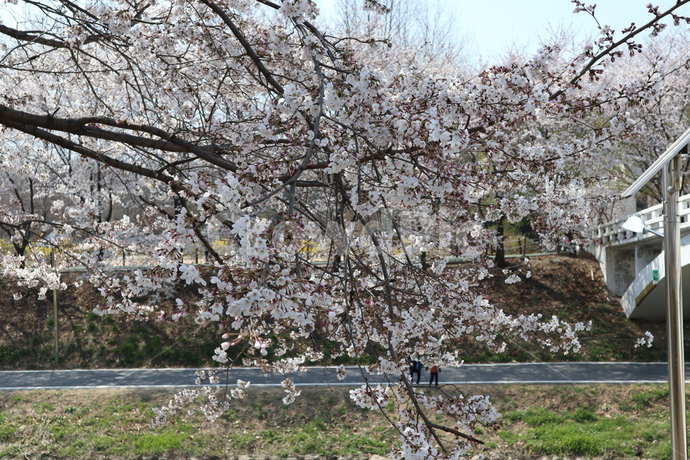 꽃,벚꽃,산책길,벚꽃길,벚꽃나무,식물,blossom,flower